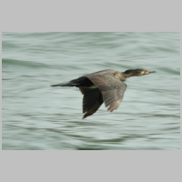 Kormoran im Flug (Rhein).jpg